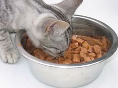 Gato comiendo.jpg