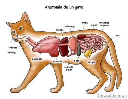 Gato, Los Gatos Guerreros Wiki