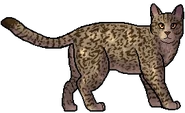 Leafstar.guerrera.png (46 kB) Leafdapple como guerrera