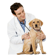 Veterinario