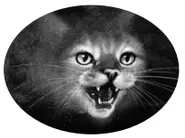 Snowfur en Secrets of the Clans