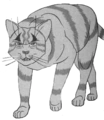 Estrella de Tigre en Into the Woods