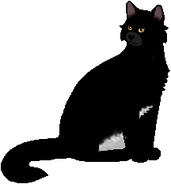 Cedarstar como líder