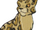 Leopardstar.GA.png