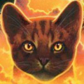 Estrella de Tigre en la portada de Cats of the Clans