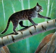 Carbonera en The ultimate guide