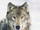 Lobo
