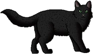 Leopardfoot como guerrera