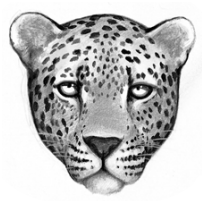 Logo-leopardclan.png
