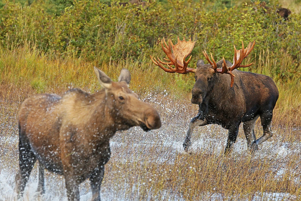 Eastern Moose GavenLovesAnimals' Animal Kindom Wiki Fandom
