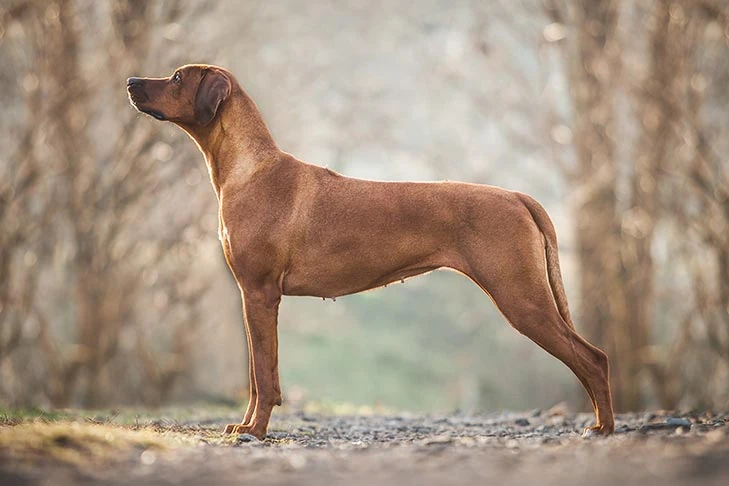 Rhodesian Ridgeback | GavenLovesAnimals' Animal Kindom Wiki | Fandom