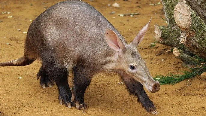 Aardvark | GavenLovesAnimals' Animal Kindom Wiki | Fandom