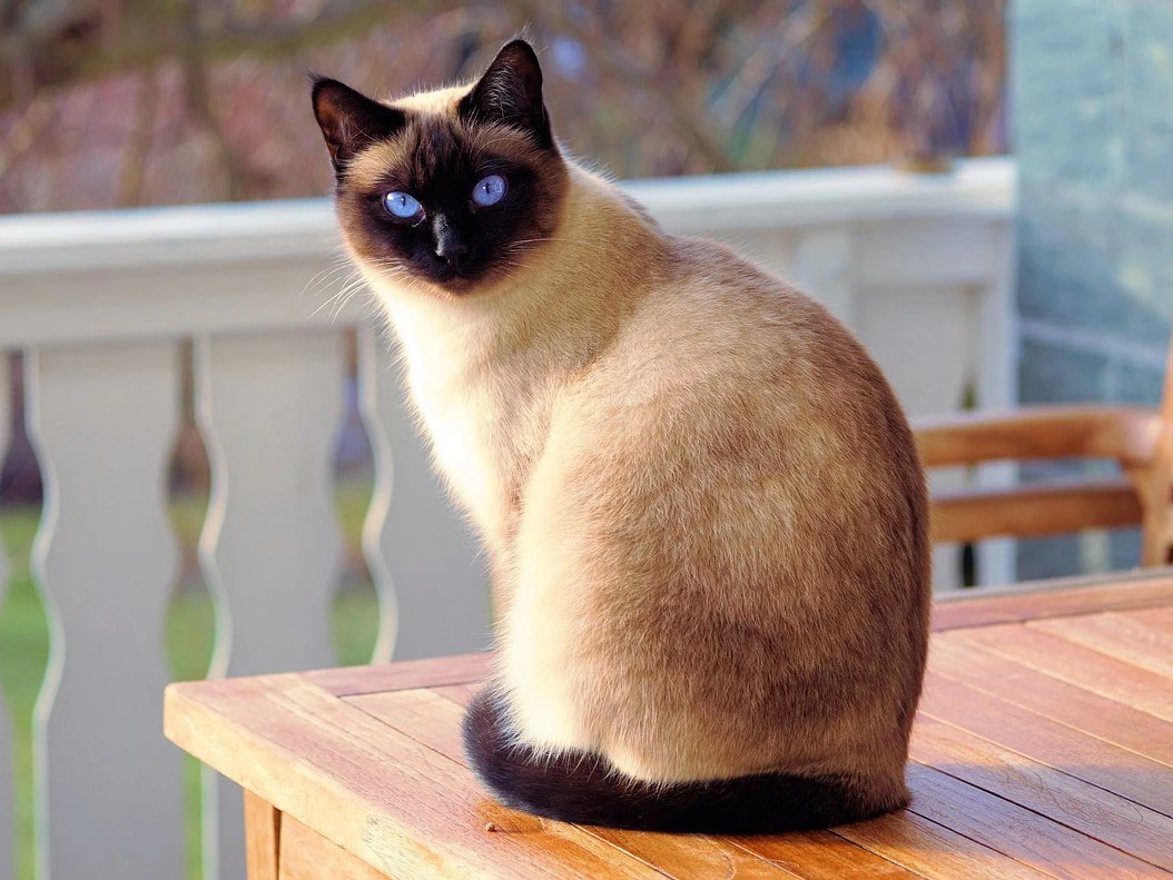 Siamese Cat Gavenlovesanimals Animal Kindom Wiki Fandom