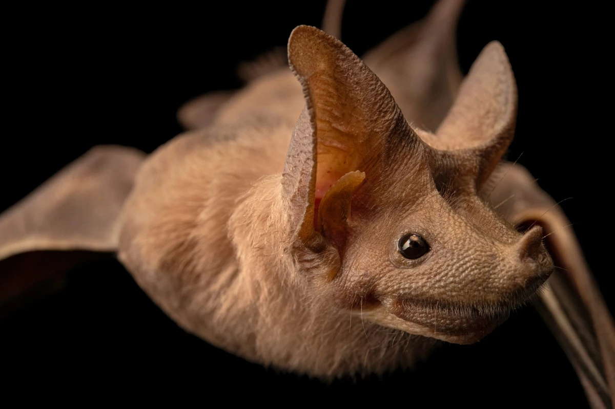 Greater Mouse-Tailed Bat | GavenLovesAnimals' Animal Kindom Wiki | Fandom