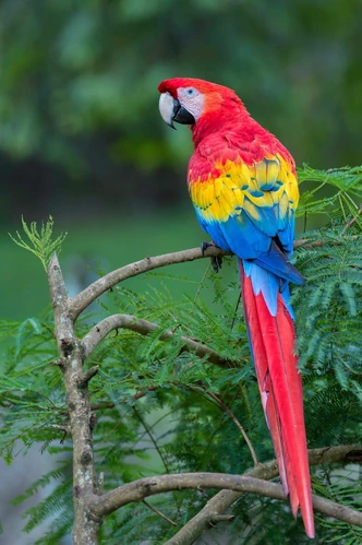Scarlet macaw | Go, Diego, Go! Wiki | Fandom