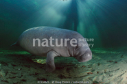 Realief Manatee