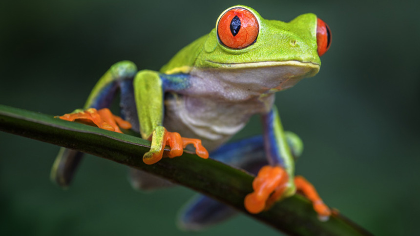 blue red eyed tree frogs