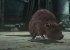 Rat