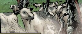 Cattle