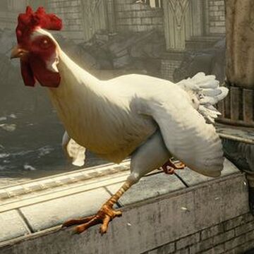 chicken gears of war wiki fandom
