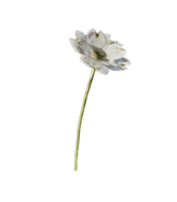 Iris blanco, la flor favorita de Anya