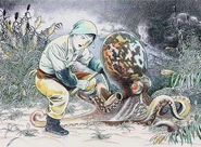 Tako-Gami Illustration.jpg (188 KB) Illustration of Takogami-sama by Shigeru Mizuki.