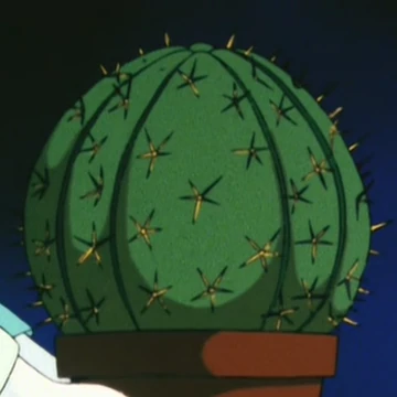 patch cactus USAMM