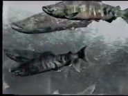 Salmon A.png (245 KB)