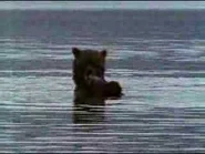 Salmon B.png (288 KB)