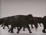 Elephants