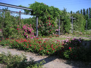 Rosen im Nordsternpark