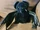 Shrieking Bat
