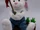 Animated Fishing Bunny