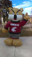 Washington State University WSU Lighted Airblown Inflatable Mascot 8' Foot BUTCH