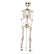 Prototype realistic model