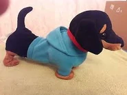 Dancing Darling Dachshunds- Blue Hoodie