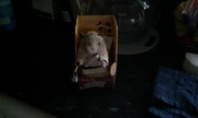 A Karate hamster pictured in box on a kitchen bench.