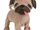 Darling Dancing Pug
