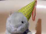 Birthday Boy (Hamster)
