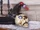 Animated Skull With Crow Pecking Eyeball