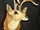 Buddy Buck