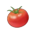 Tomate
