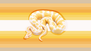 Ballpythongender flag created by stillcommonlyconfused