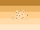 Pancakecat