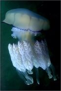 Black sea fauna jelly 01