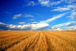 Wheat before harvesting in the Bărăgan Plain