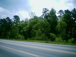 Piney Woods 2