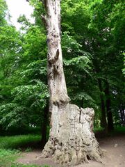 Lithuania Raudone Gediminas Oak