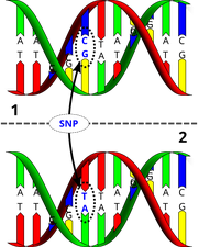 Dna-SNP