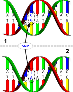 Dna-SNP